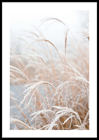 Fotografisk närbild av frosttäckt pampasgräs i mjuka beige toner-0