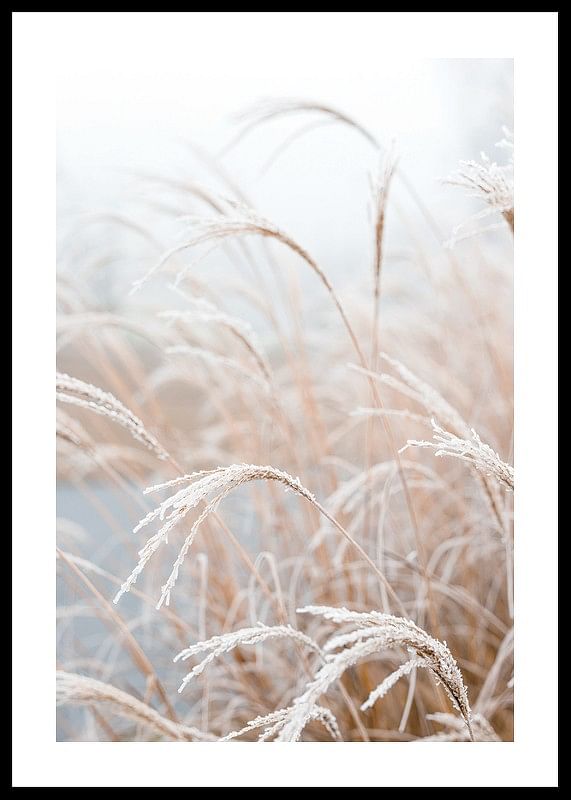 Frosted Pampas Grass-12