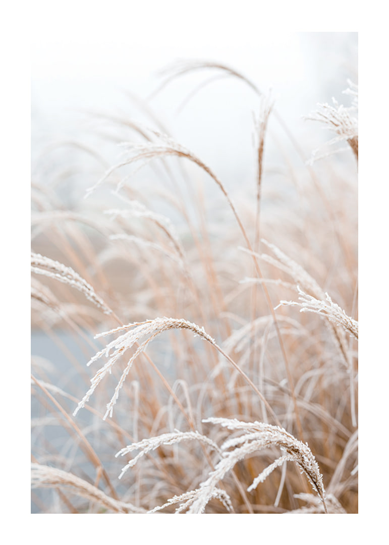 Fotografisk närbild av frosttäckt pampasgräs i mjuka beige toner-12