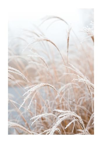 Poszter Frosted Pampas Grass