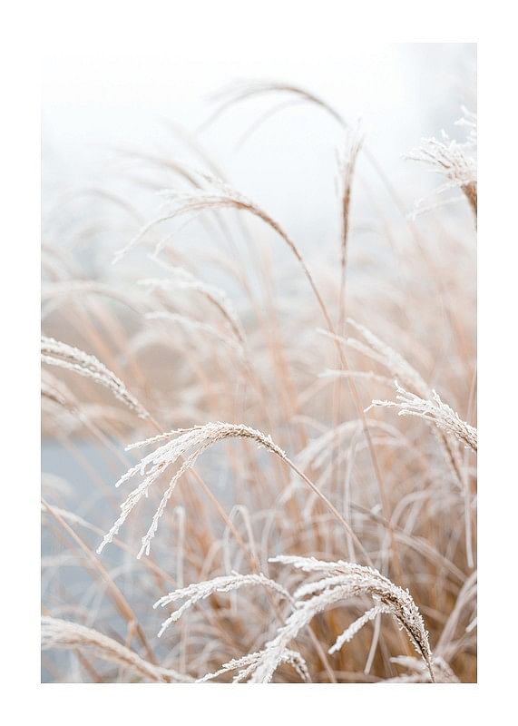 Frosted Pampas Grass-12