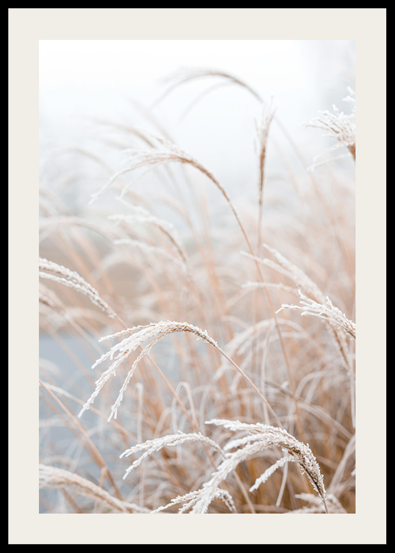 Fotografisk närbild av frosttäckt pampasgräs i mjuka beige toner-12