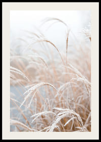 Fagyos pampafű lágy bézs árnyalatokban készült közeli felvétele-2