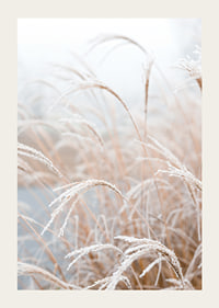 Fotografisk närbild av frosttäckt pampasgräs i mjuka beige toner-3