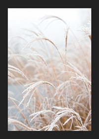 Fotografisk närbild av frosttäckt pampasgräs i mjuka beige toner-5