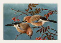Jays By Ferdinand Von Wright-5