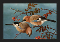 Jays By Ferdinand Von Wright-7