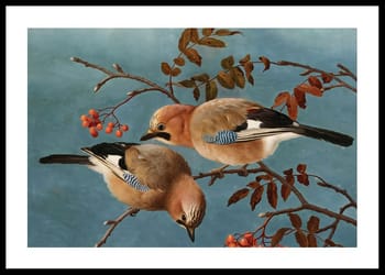 Poster Jays By Ferdinand Von Wright