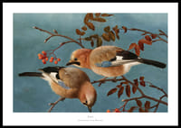 Jays By Ferdinand Von Wright-0