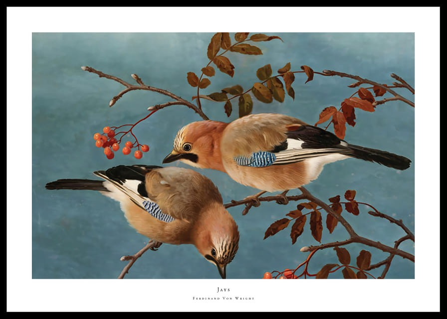 Jays By Ferdinand Von Wright-12