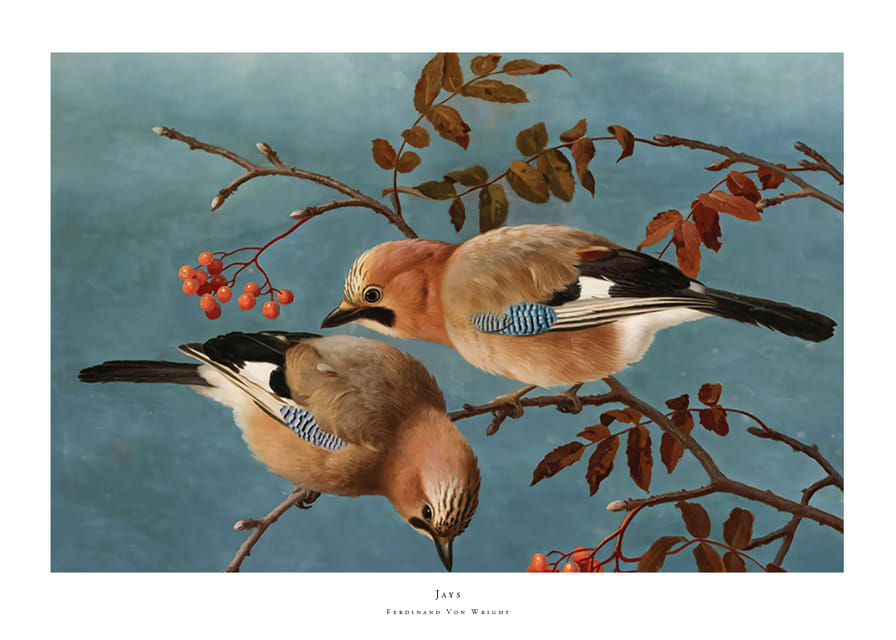 Jays By Ferdinand Von Wright-12