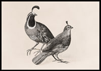 Gamble Quail By Charles Christian Nahl-8