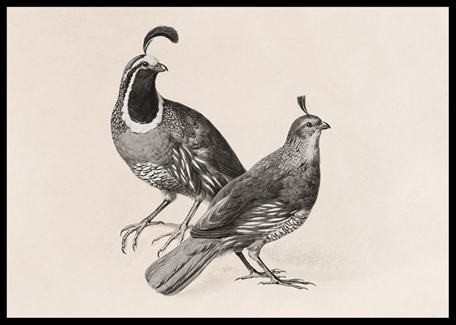 Gamble Quail By Charles Christian Nahl-12