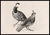 Gamble Quail By Charles Christian Nahl-2