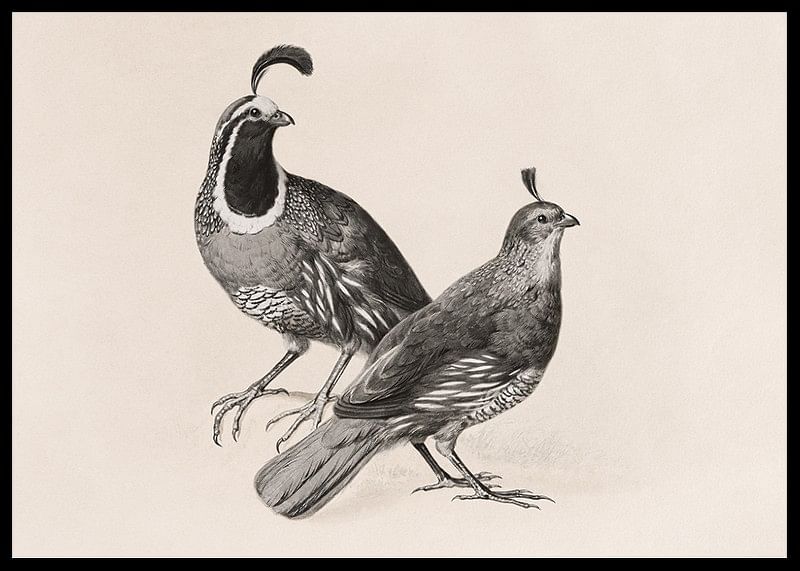 Gamble Quail By Charles Christian Nahl-12