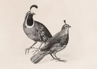 Gamble Quail By Charles Christian Nahl-3