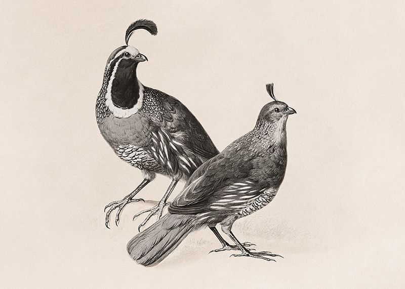 Gamble Quail By Charles Christian Nahl-12