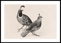 Gamble Quail By Charles Christian Nahl-2