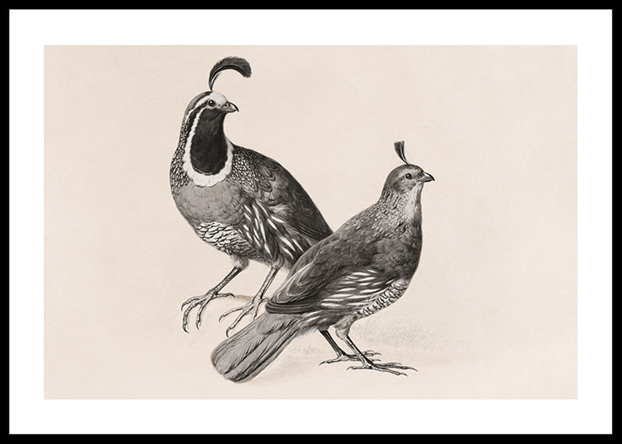 Gamble Quail By Charles Christian Nahl-12