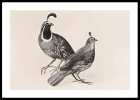 Gamble Quail By Charles Christian Nahl-0