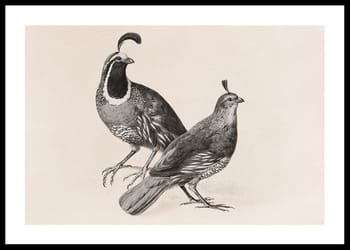 Affiche Gamble Quail By Charles Christian Nahl
