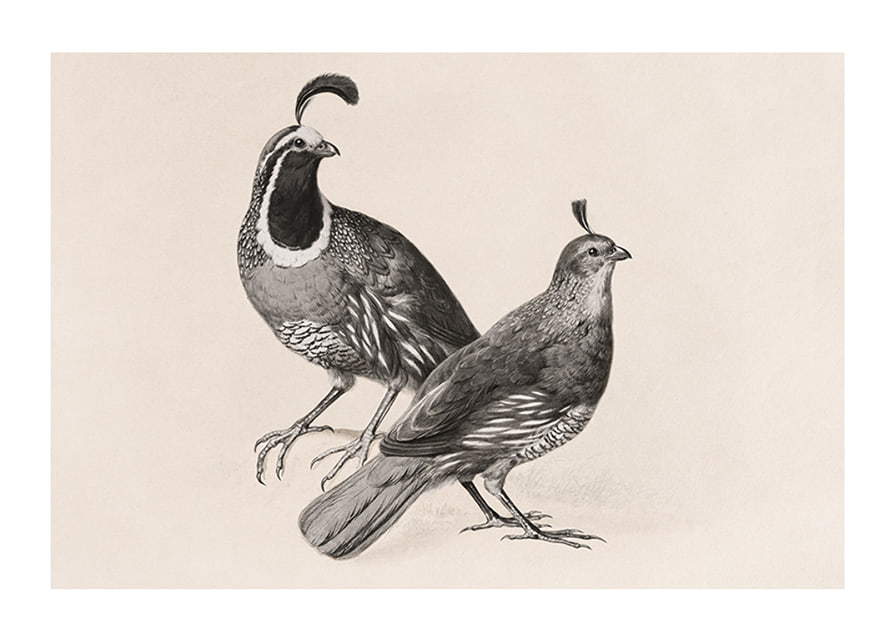 Gamble Quail By Charles Christian Nahl-12