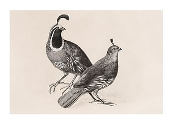 Poster Gamble Quail By Charles Christian Nahl