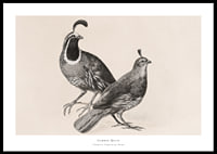 Gamble Quail By Charles Christian Nahl-0