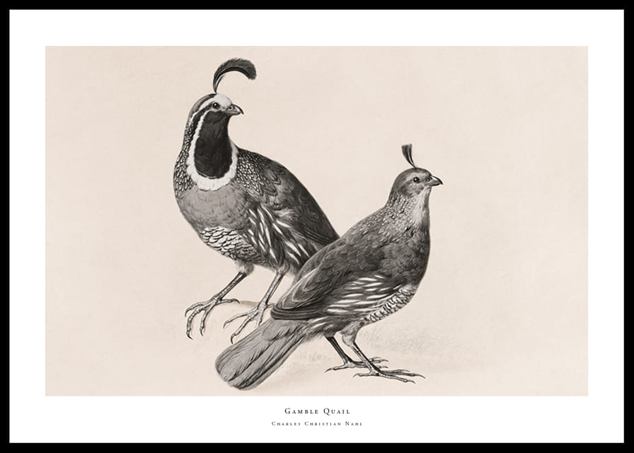 Gamble Quail By Charles Christian Nahl-12