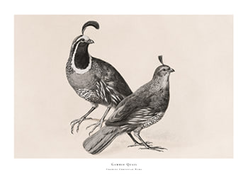 Poster Gamble Quail By Charles Christian Nahl