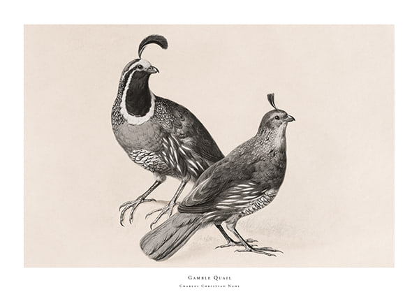 Plakāts Gamble Quail By Charles Christian Nahl