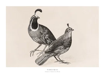 Poster Gamble Quail By Charles Christian Nahl