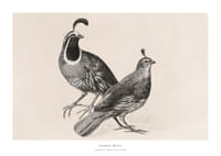 Gamble Quail By Charles Christian Nahl-1