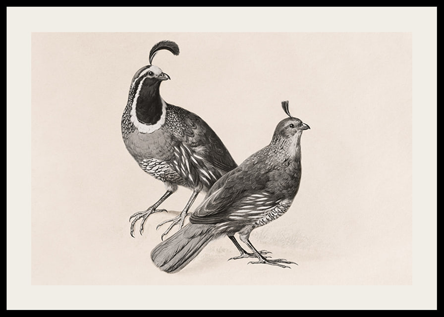 Gamble Quail By Charles Christian Nahl-12
