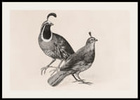Gamble Quail By Charles Christian Nahl-4