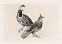 Gamble Quail By Charles Christian Nahl-5