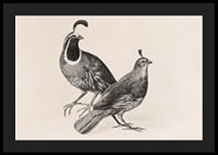 Gamble Quail By Charles Christian Nahl-6
