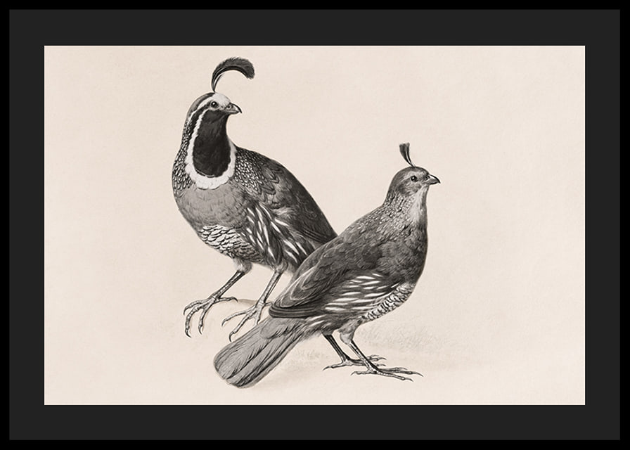Gamble Quail By Charles Christian Nahl-12