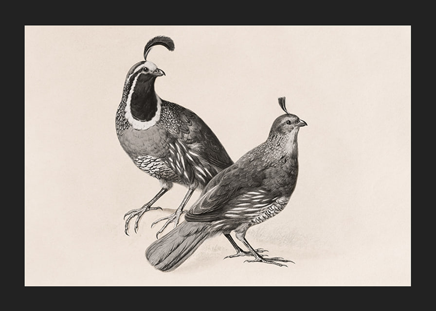 Gamble Quail By Charles Christian Nahl-12