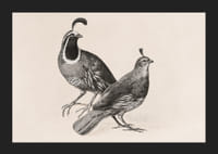 Gamble Quail By Charles Christian Nahl-7
