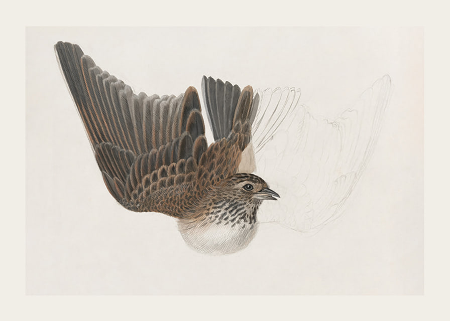 A Bird With Wings Spread By James Sowerby-12