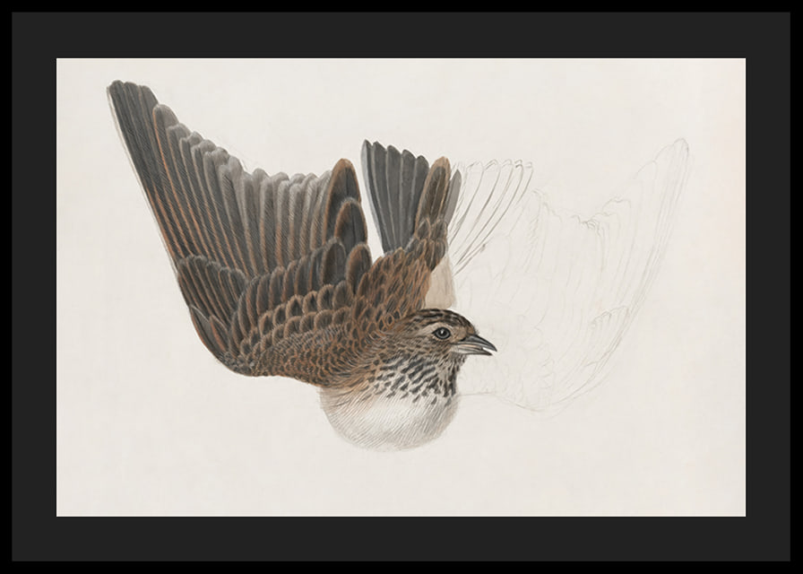 A Bird With Wings Spread By James Sowerby-12
