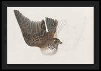 A Bird With Wings Spread By James Sowerby-6