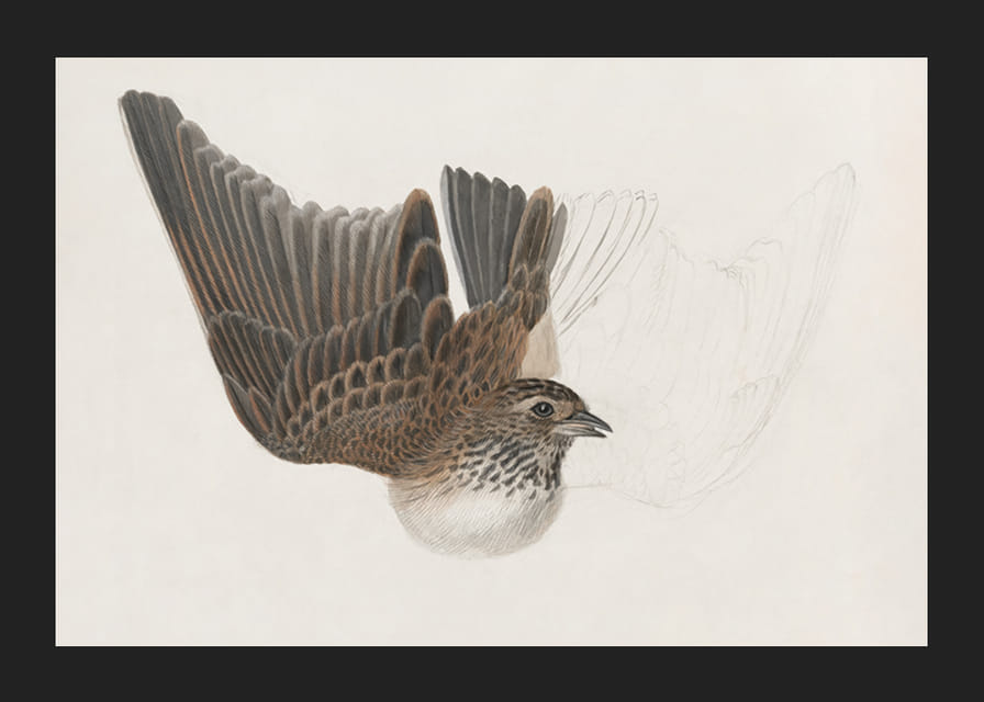 A Bird With Wings Spread By James Sowerby-12
