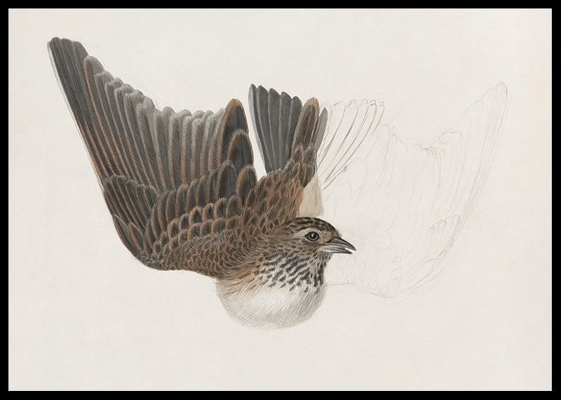 A Bird With Wings Spread By James Sowerby-12
