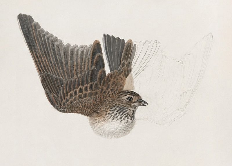 A Bird With Wings Spread By James Sowerby-12