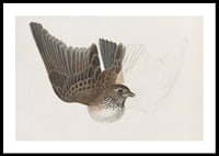 A Bird With Wings Spread By James Sowerby-2
