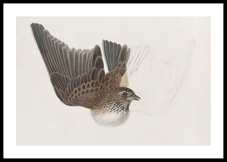 A Bird With Wings Spread By James Sowerby-12