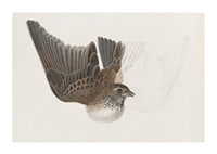 A Bird With Wings Spread By James Sowerby-3