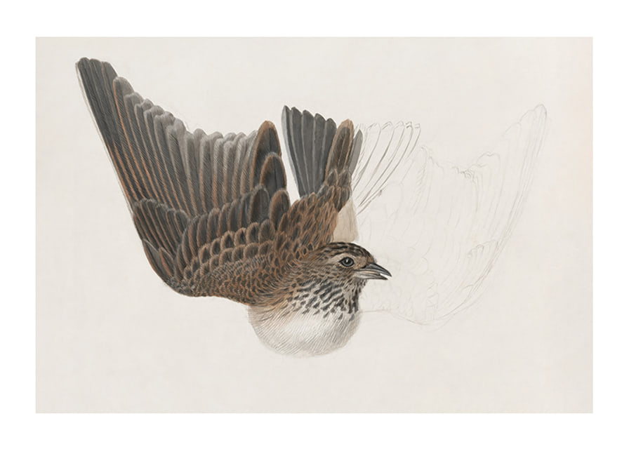 A Bird With Wings Spread By James Sowerby-12
